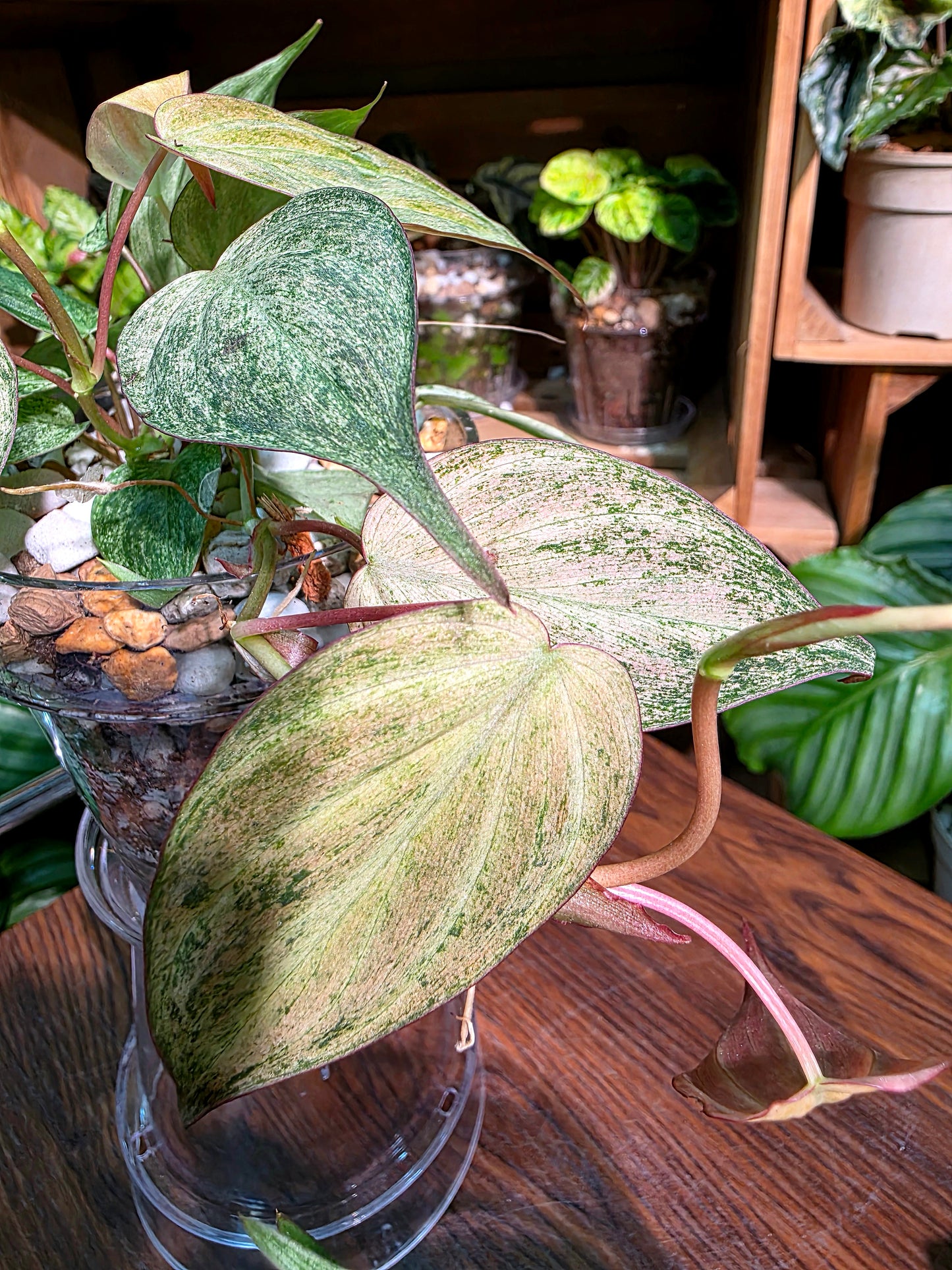 Philodendron micans pink variegated 粉薄荷雲母蔓綠絨