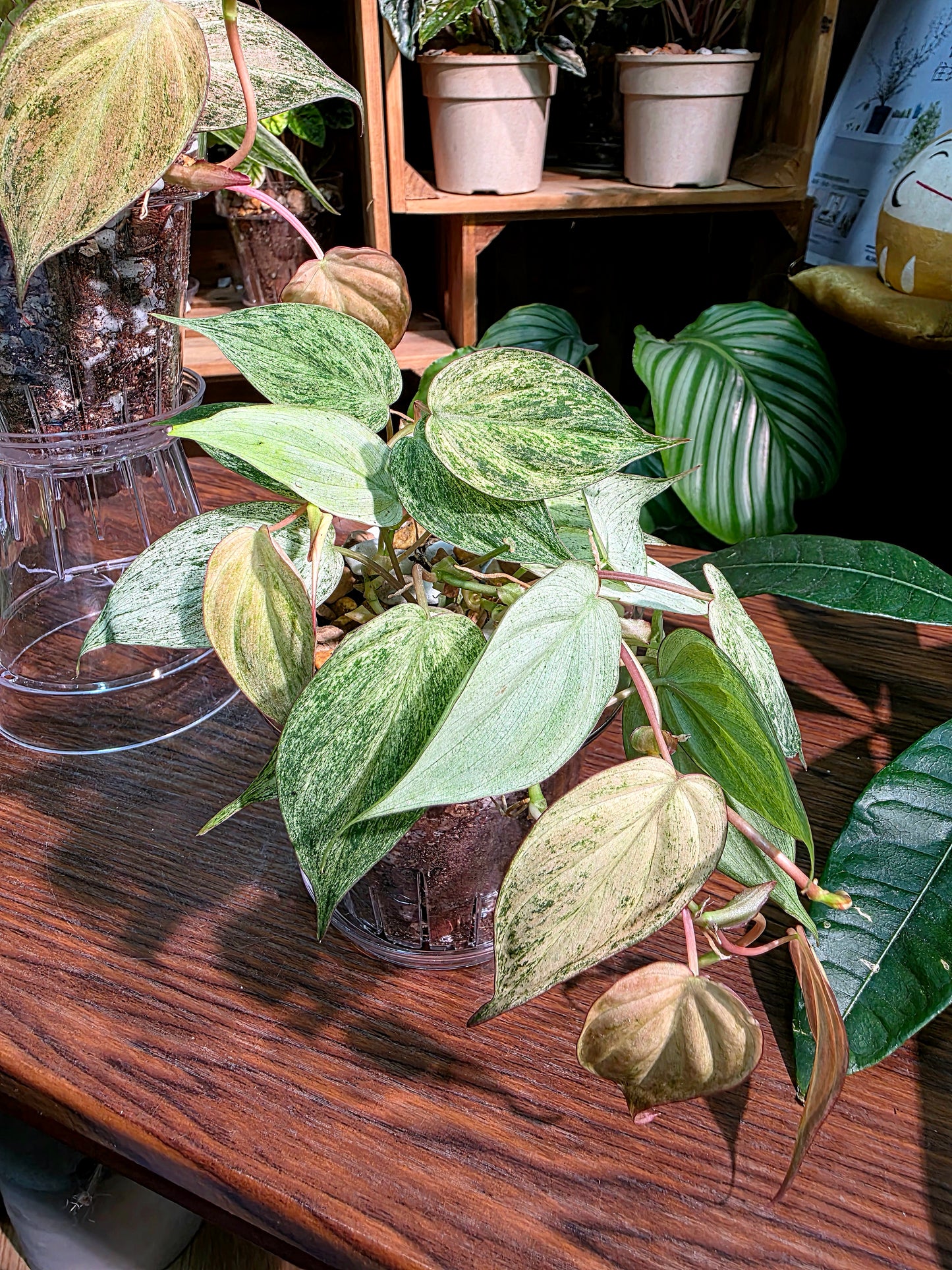 Philodendron micans pink variegated 粉薄荷雲母蔓綠絨
