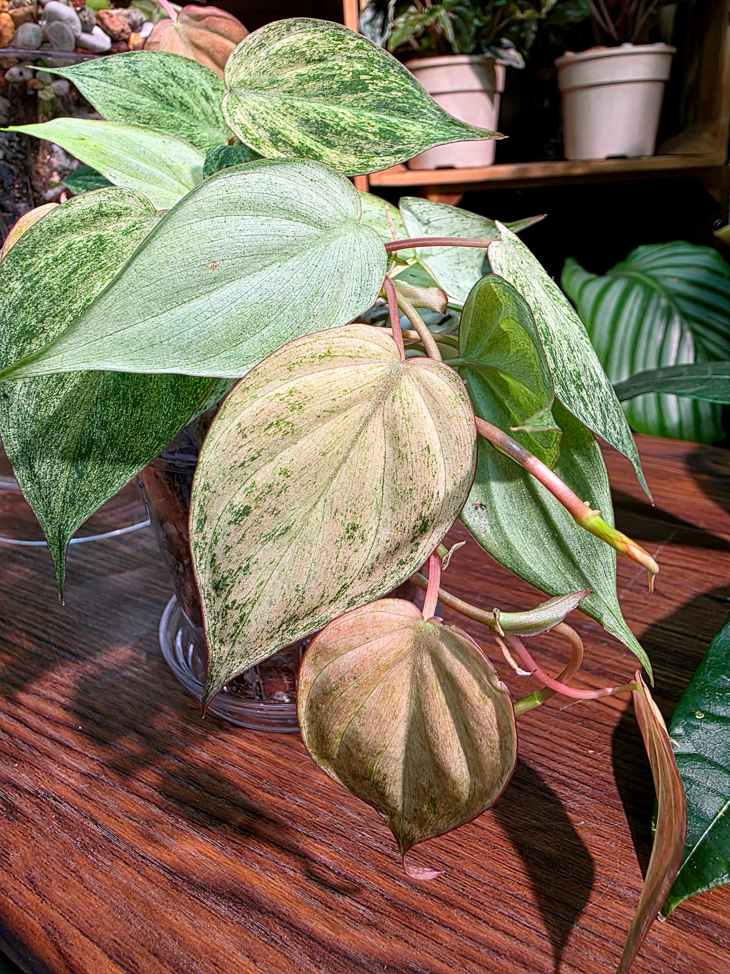 Philodendron micans pink variegated 粉薄荷雲母蔓綠絨