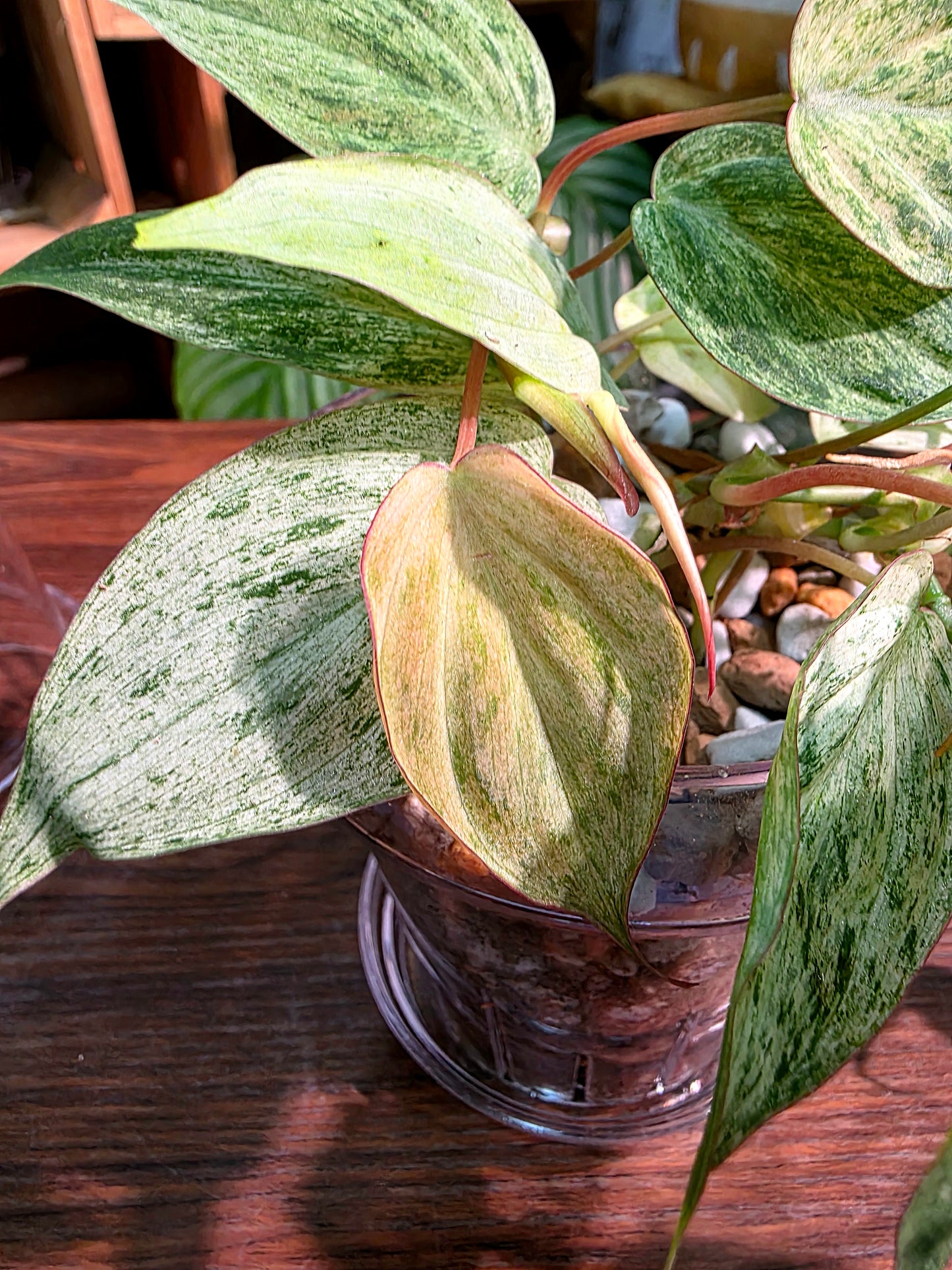 Philodendron micans pink variegated 粉薄荷雲母蔓綠絨