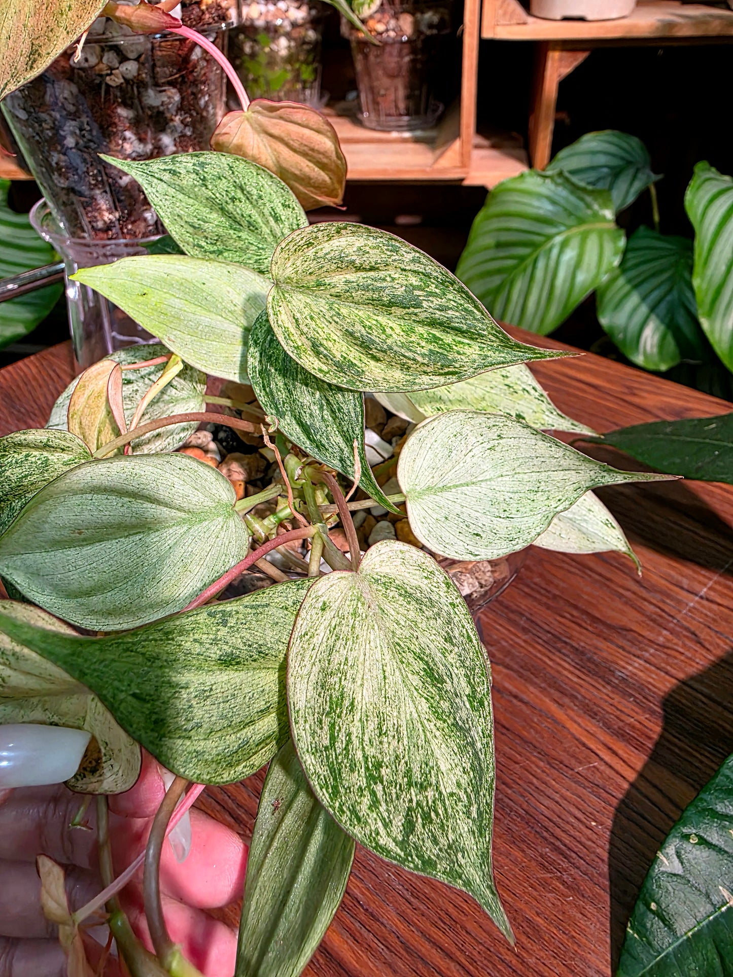 Philodendron micans pink variegated 粉薄荷雲母蔓綠絨