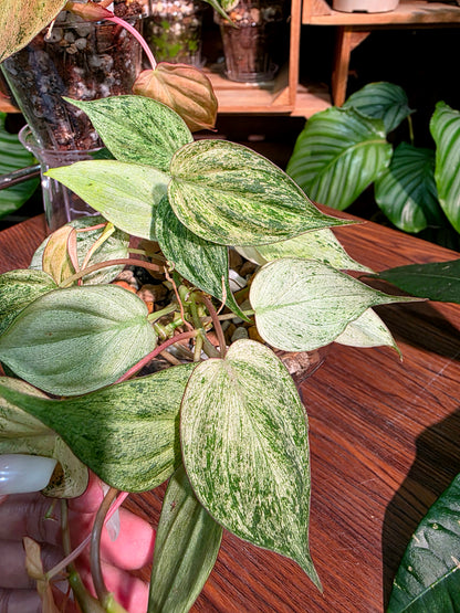Philodendron micans pink variegated 粉薄荷雲母蔓綠絨