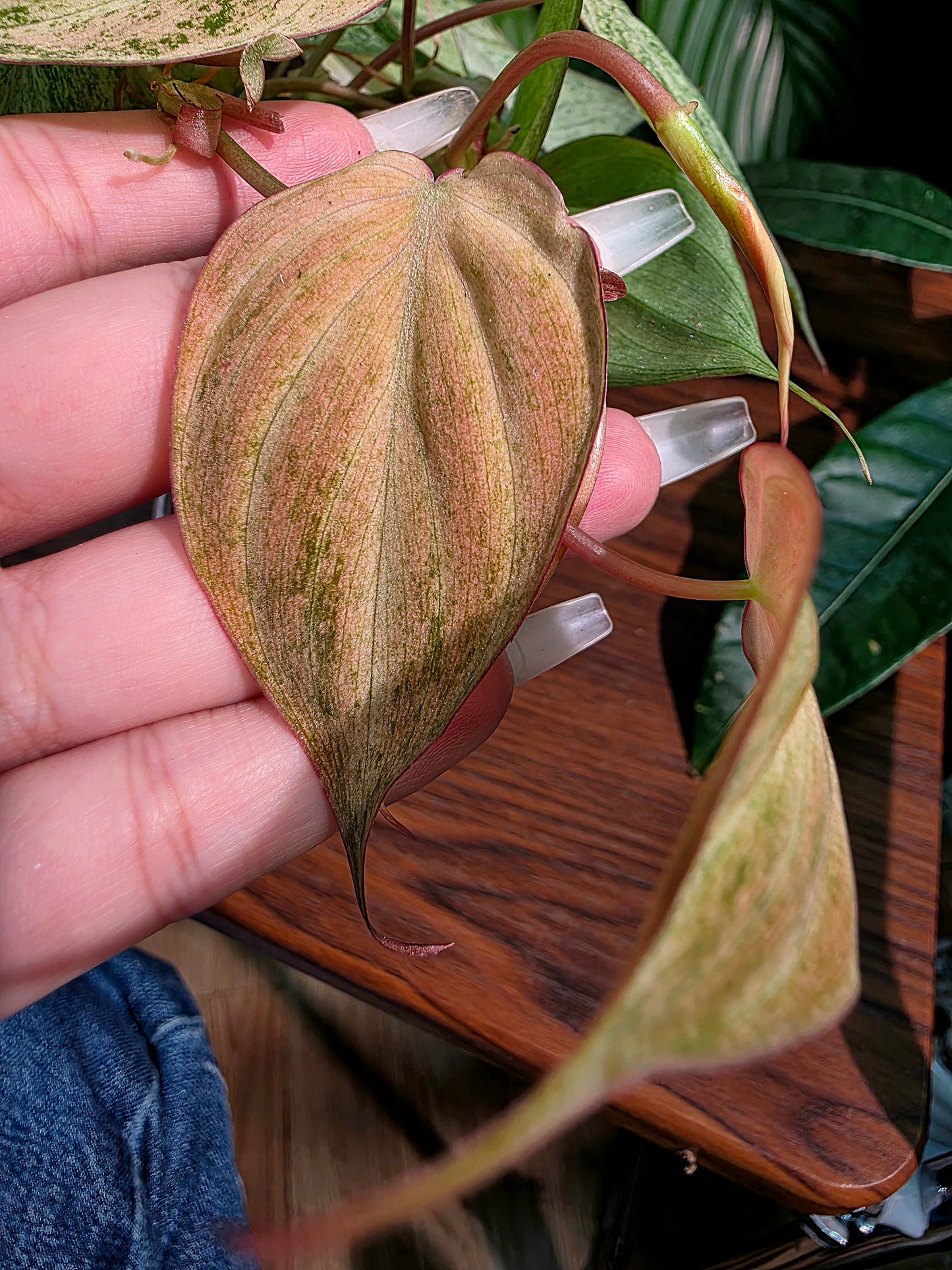 Philodendron micans pink variegated 粉薄荷雲母蔓綠絨
