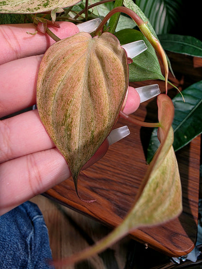 Philodendron micans pink variegated 粉薄荷雲母蔓綠絨