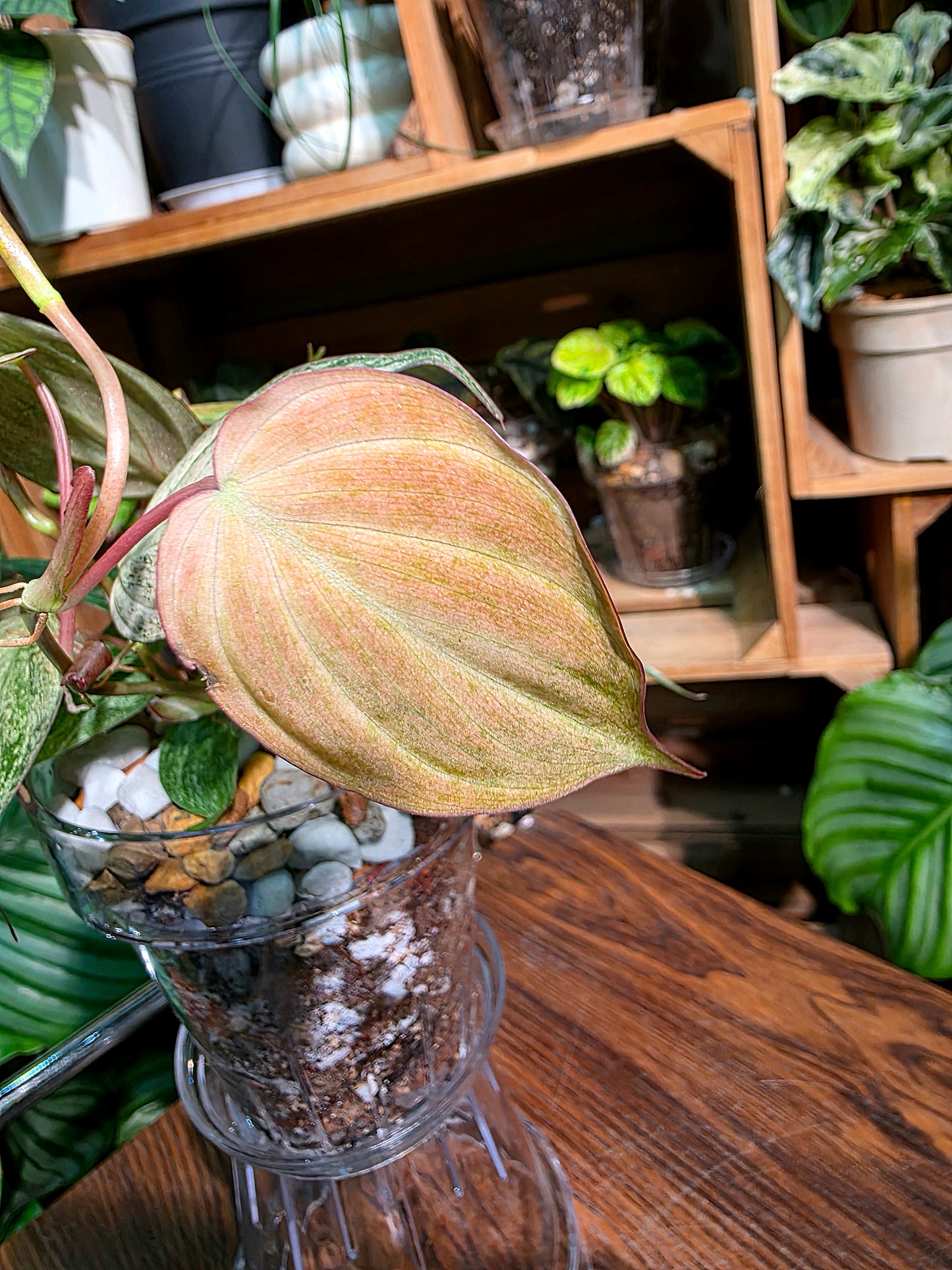 Philodendron micans pink variegated 粉薄荷雲母蔓綠絨