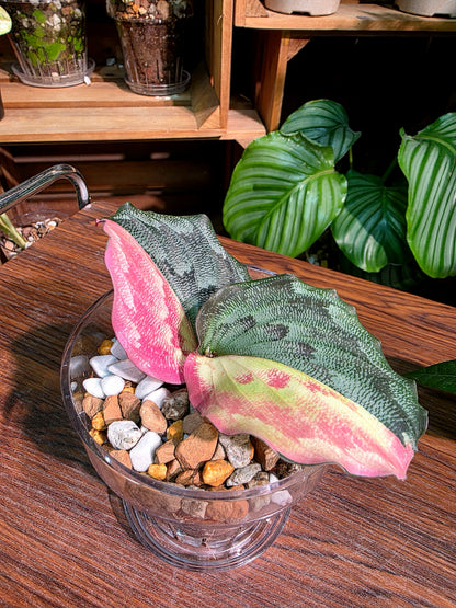 Kaempferia pulchra variegated 粉錦孔雀姜