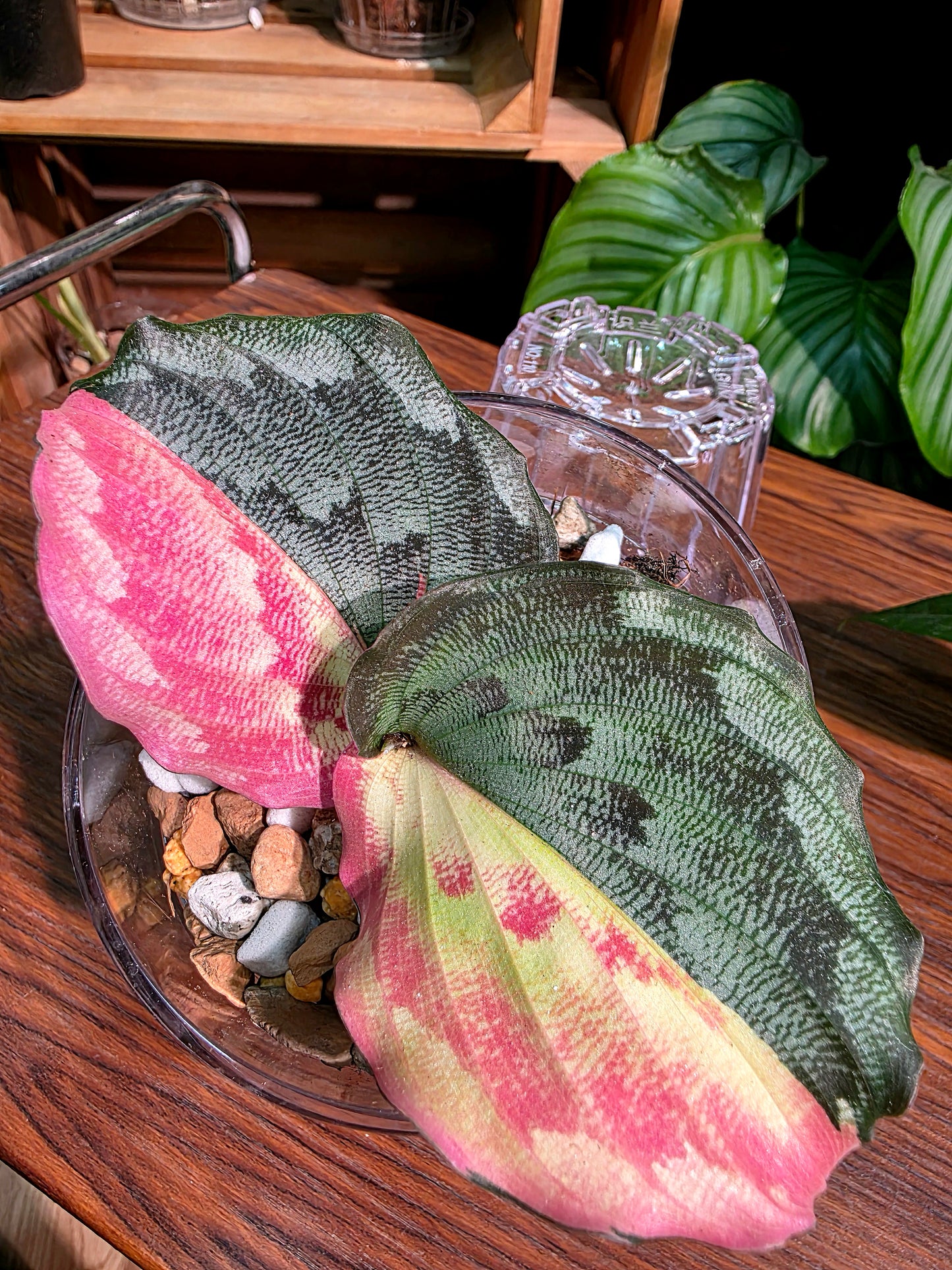 Kaempferia pulchra variegated 粉錦孔雀姜