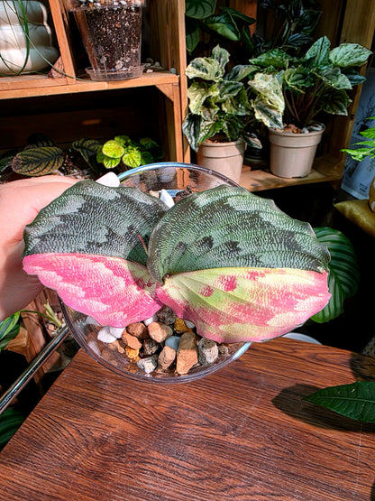 Kaempferia pulchra variegated 粉錦孔雀姜