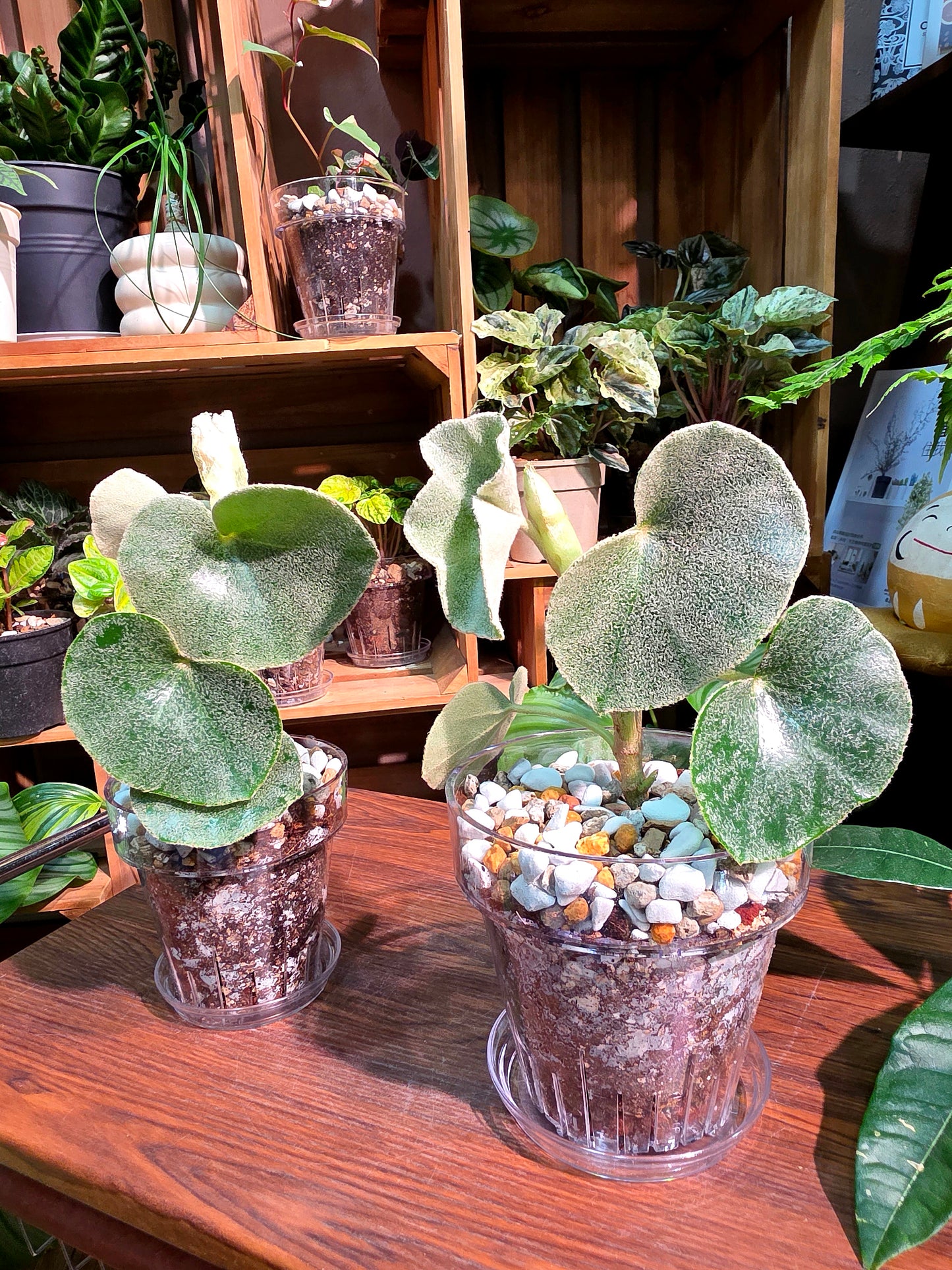 Begonia venosa 維諾沙秋海棠