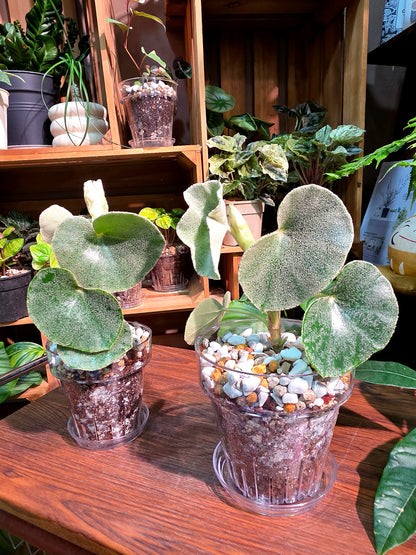 Begonia venosa 維諾沙秋海棠