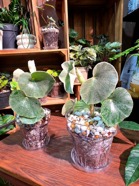 Begonia venosa 維諾沙秋海棠