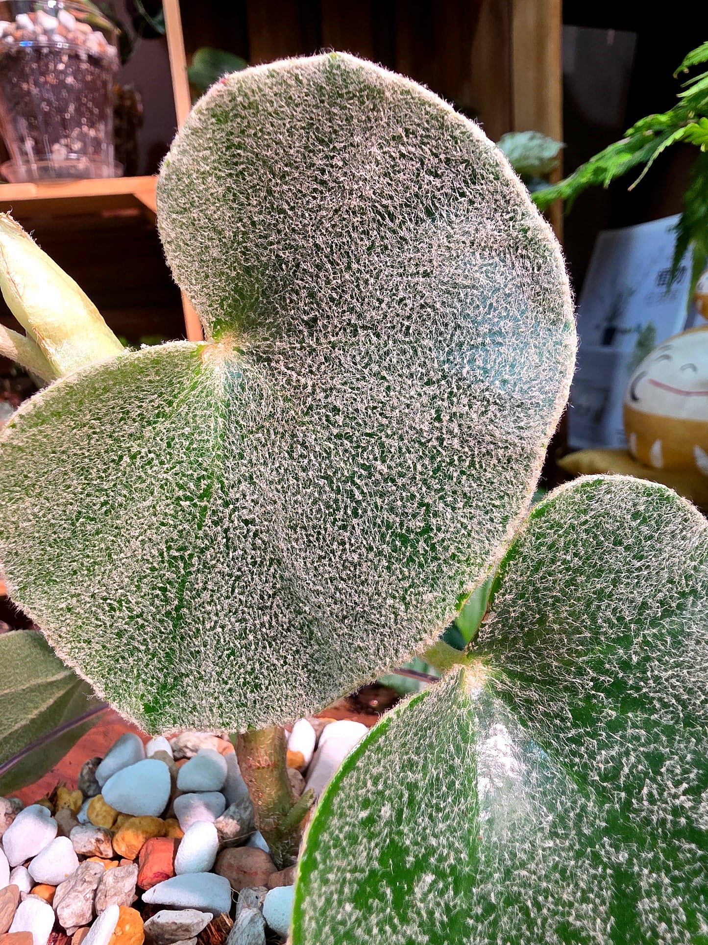 Begonia venosa 維諾沙秋海棠