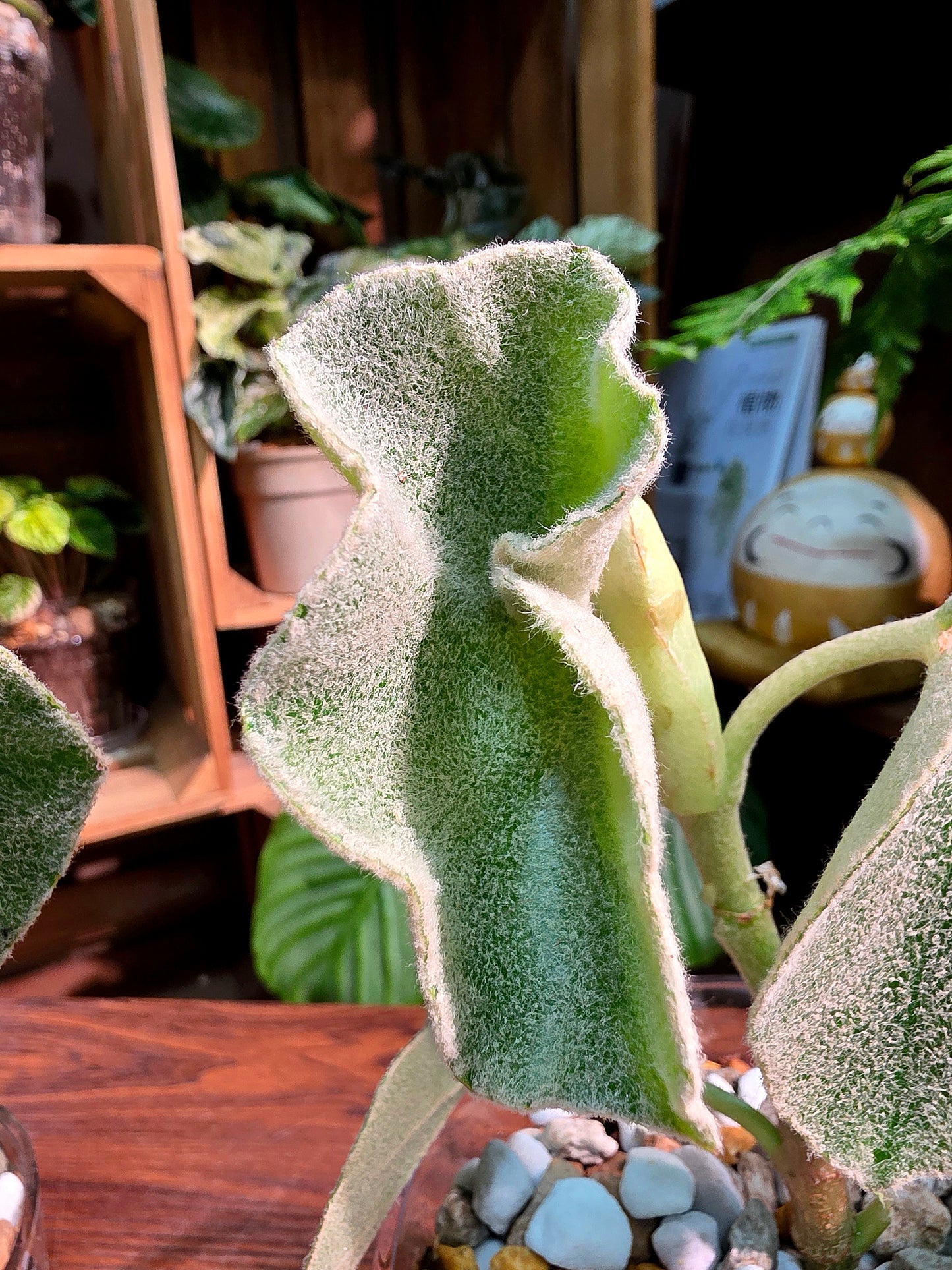Begonia venosa 維諾沙秋海棠