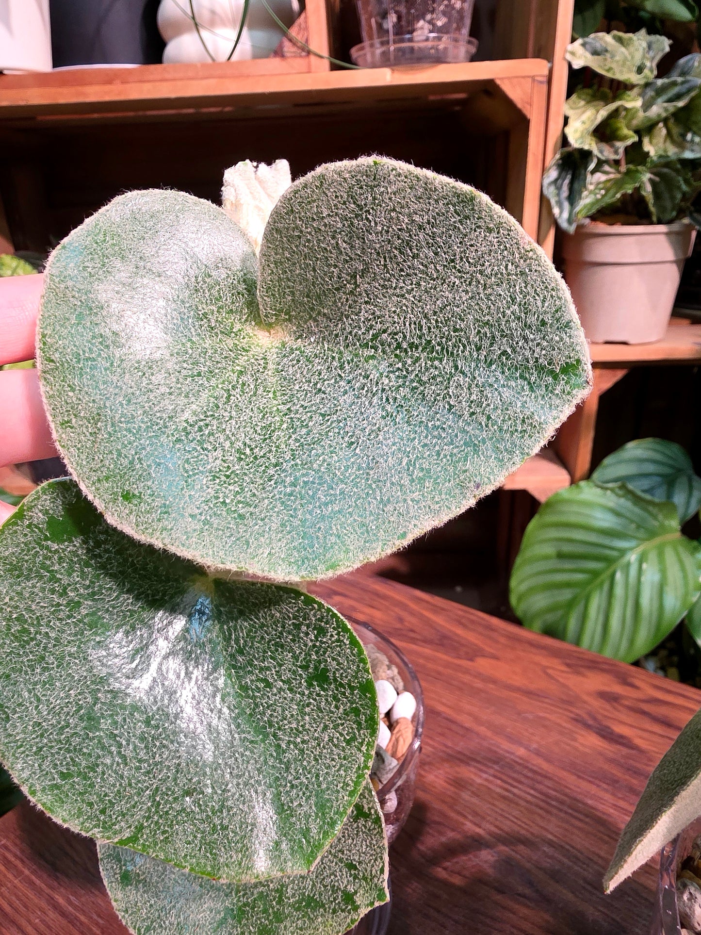 Begonia venosa 維諾沙秋海棠