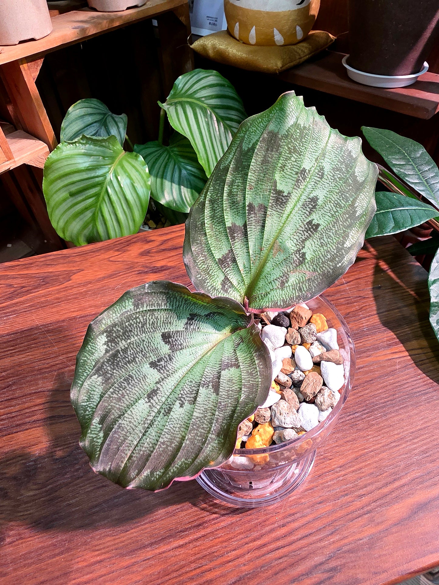 Kaempferia pulchra 孔雀姜