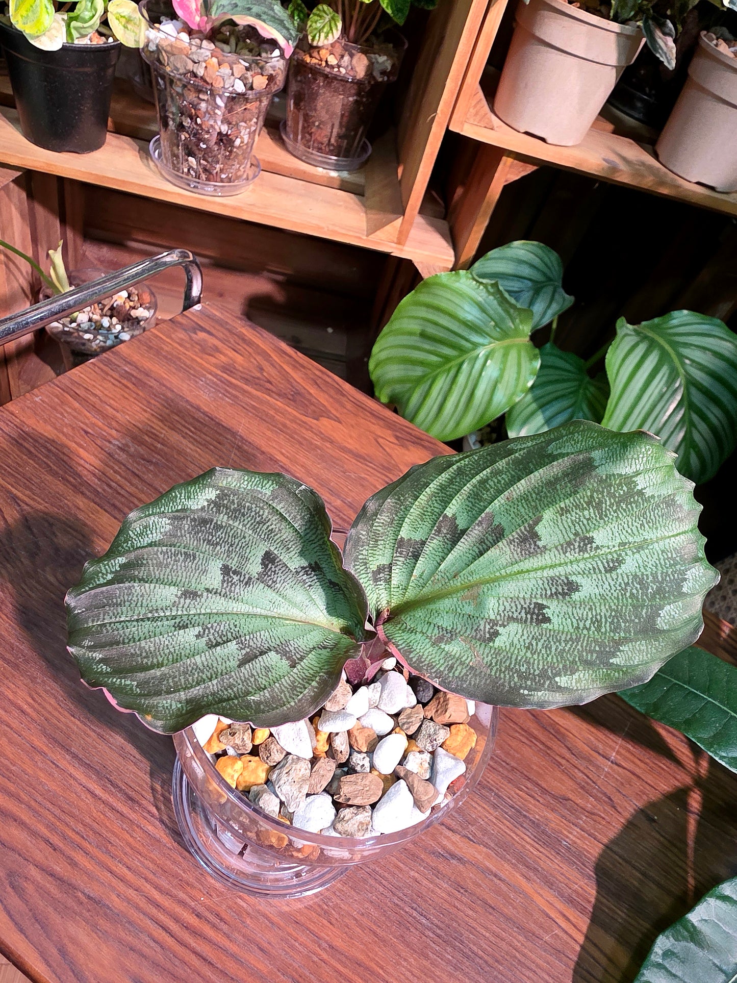 Kaempferia pulchra 孔雀姜