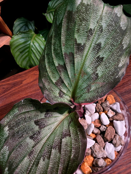 Kaempferia pulchra 孔雀姜