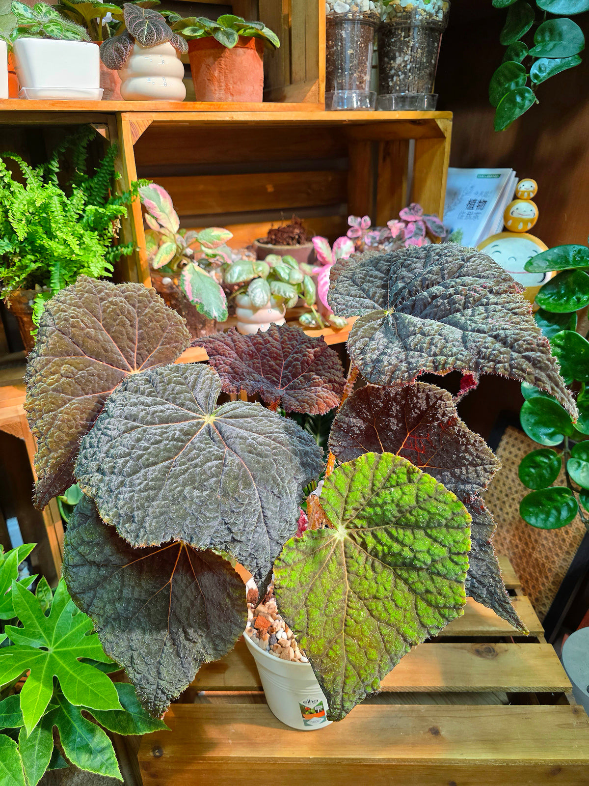 Begonia Raspberry Cake