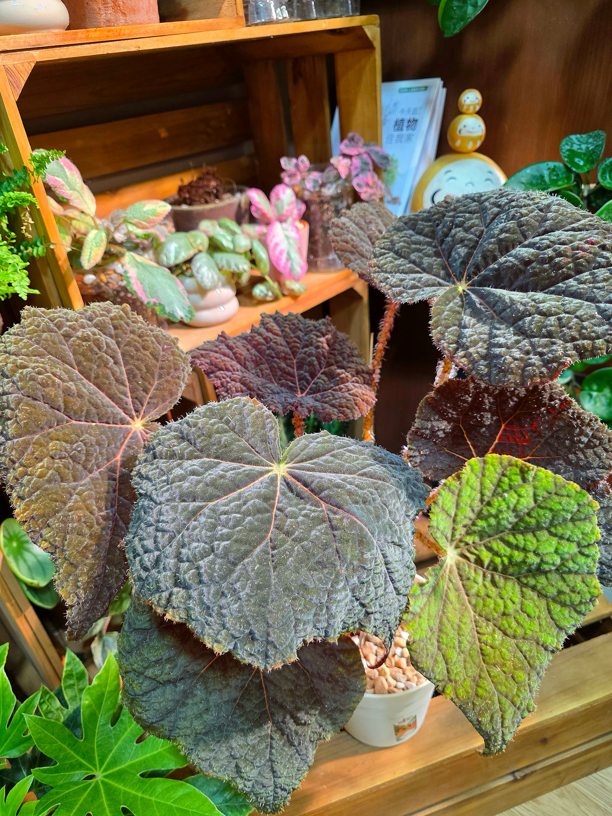 Begonia Raspberry Cake