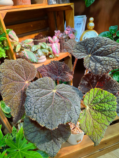 Begonia Raspberry Cake