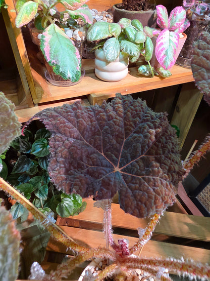 Begonia Raspberry Cake