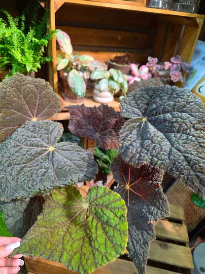 Begonia Raspberry Cake