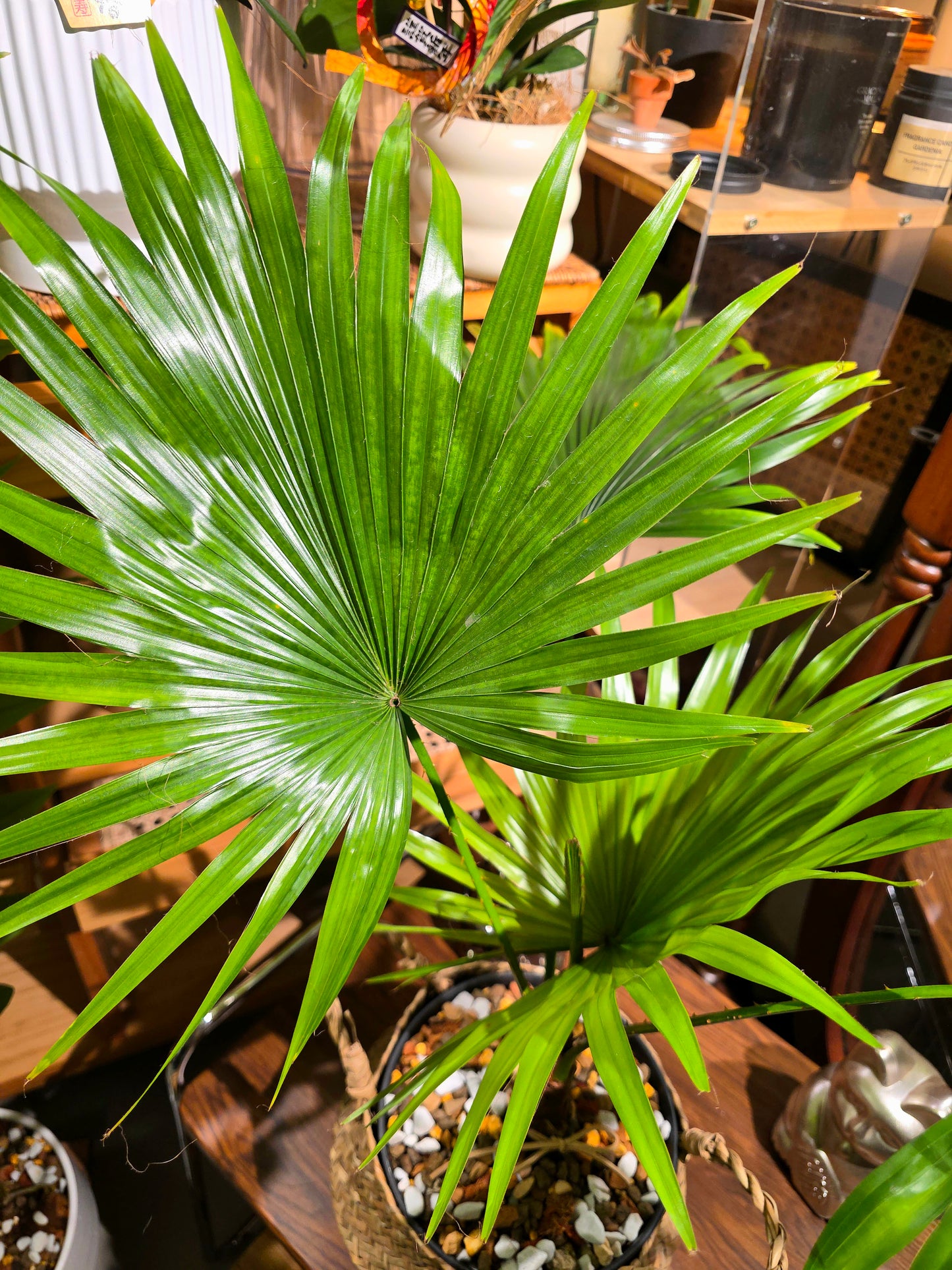 Livistona chinensis 蒲葵