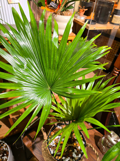 Livistona chinensis 蒲葵