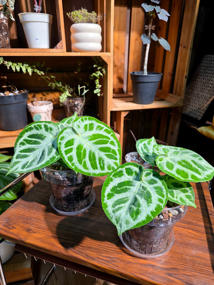 Anthurium dorayaki 銅鑼燒花燭