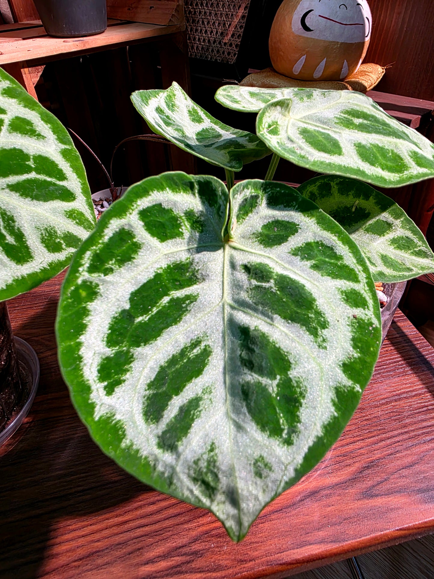 Anthurium dorayaki 銅鑼燒花燭