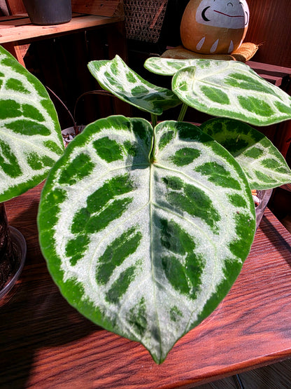Anthurium dorayaki 銅鑼燒花燭