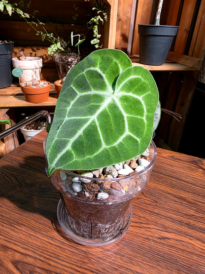 Anthurium clarinervium 圓葉花燭