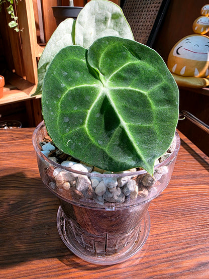 Anthurium clarinervium 圓葉花燭