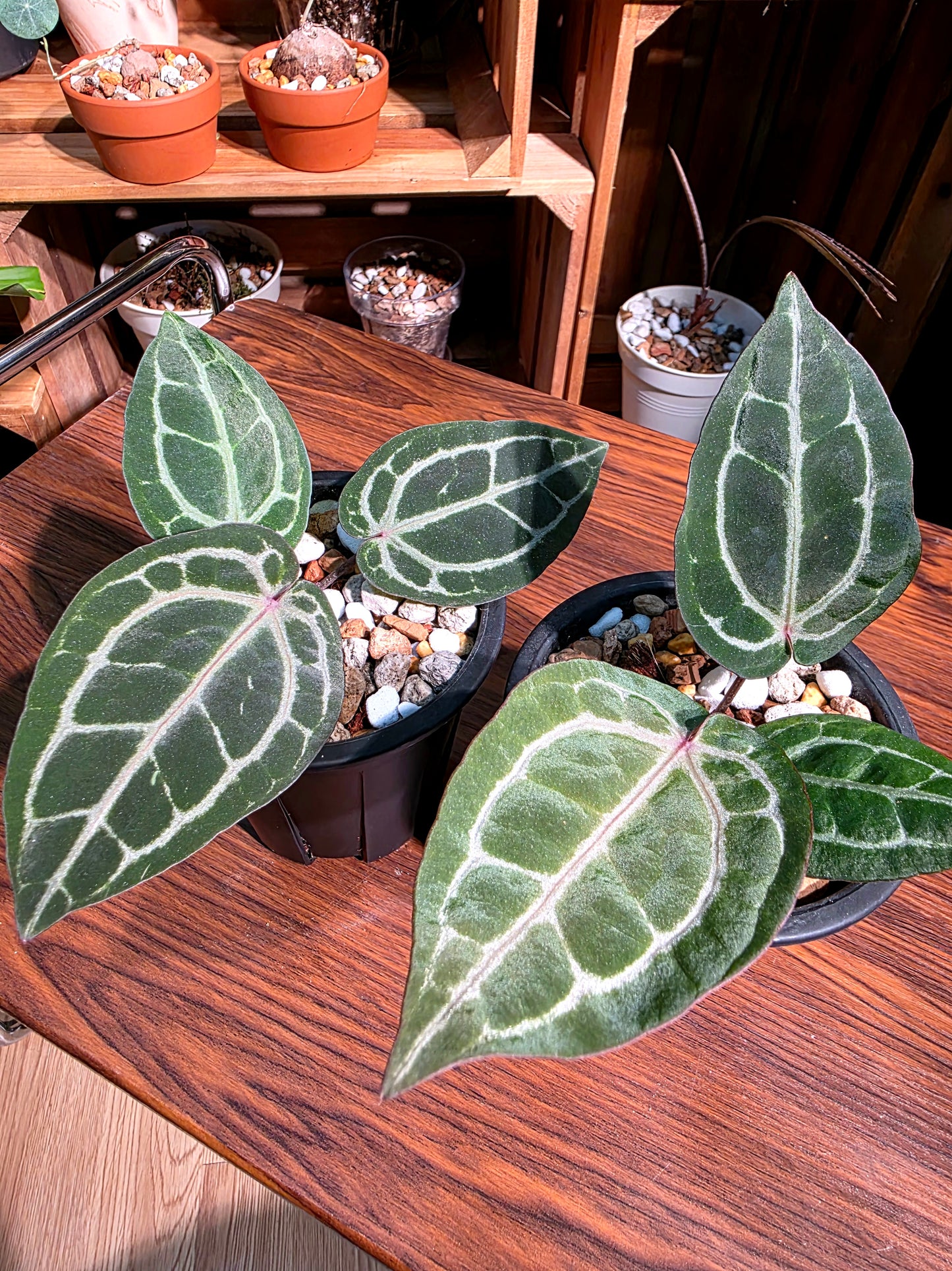 Anthurium red crystallinum F3