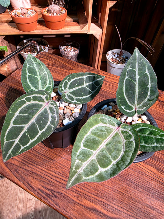 Anthurium red crystallinum F3