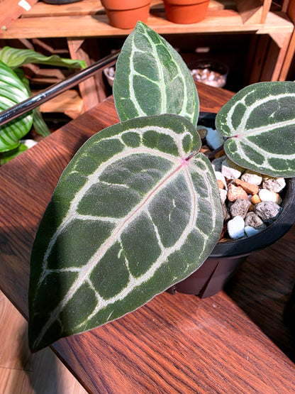 Anthurium red crystallinum F3