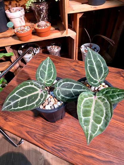 Anthurium red crystallinum F3