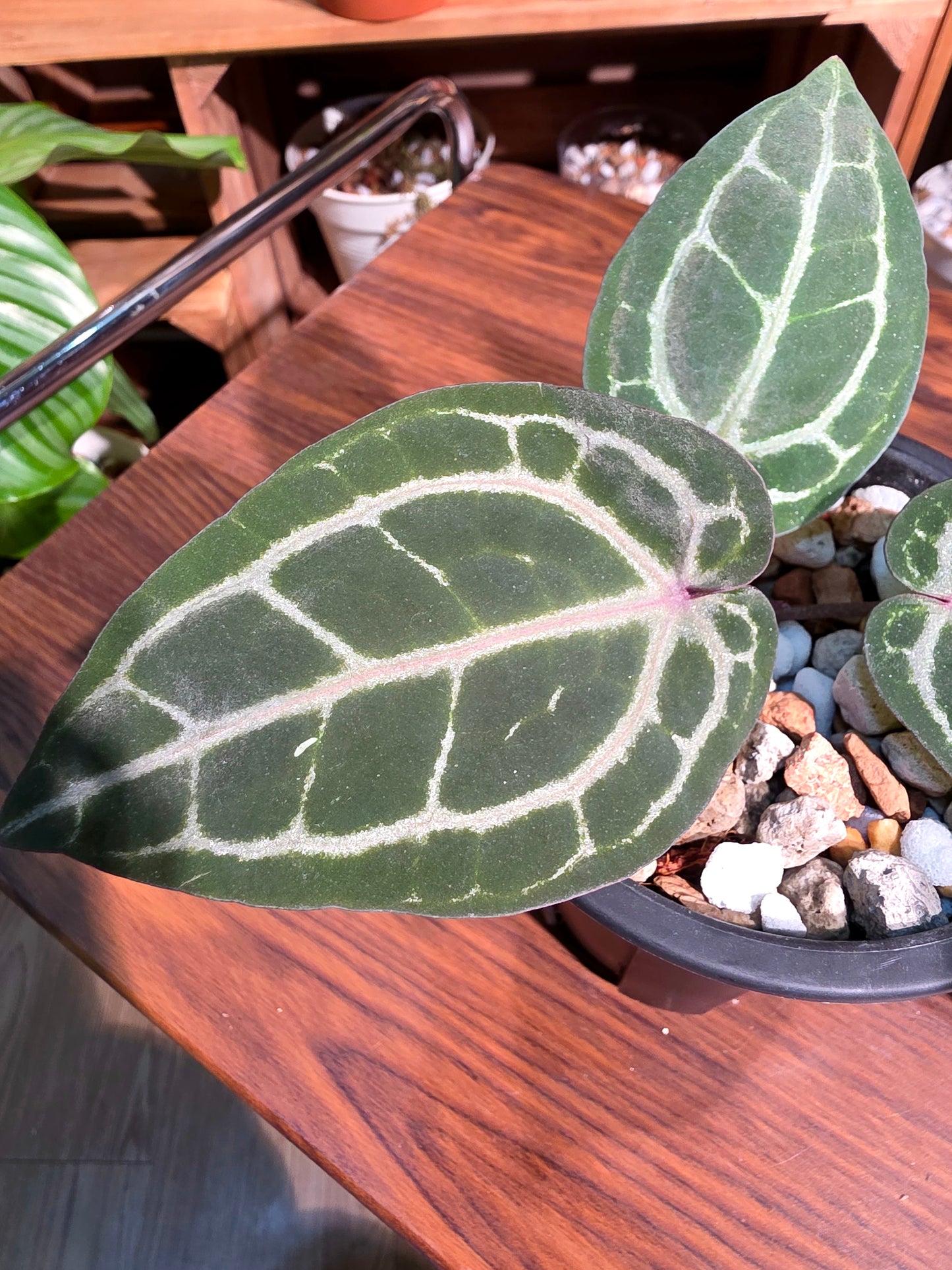 Anthurium red crystallinum F3