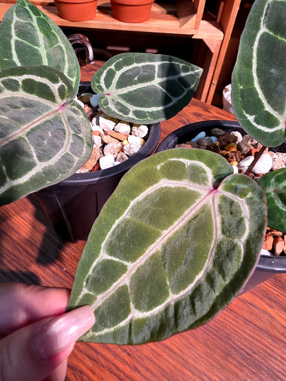 Anthurium red crystallinum F3