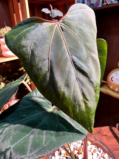 Anthurium portillae x dark phoenix red vein