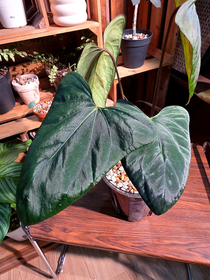 Anthurium portillae x dark phoenix red vein