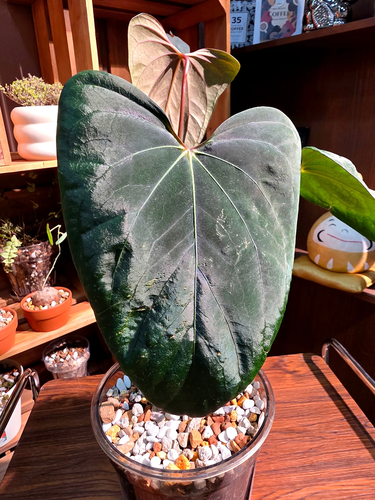 Anthurium portillae x dark phoenix red vein