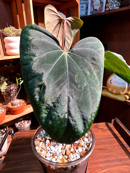 Anthurium portillae x dark phoenix red vein