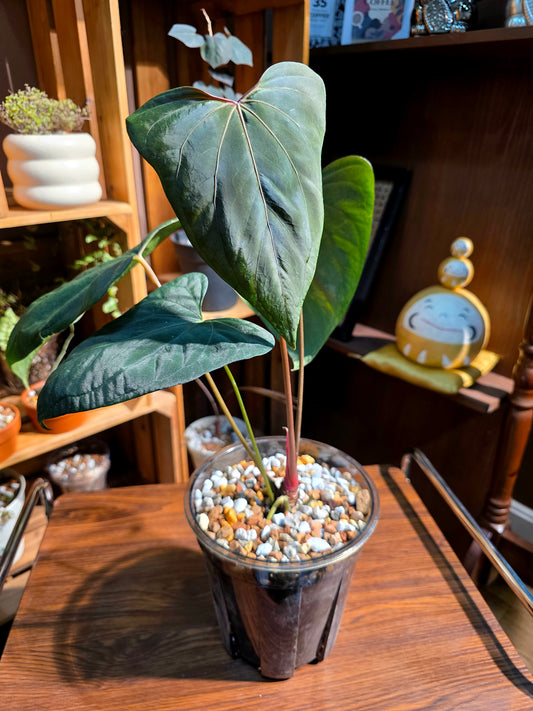 Anthurium portillae x dark phoenix red vein