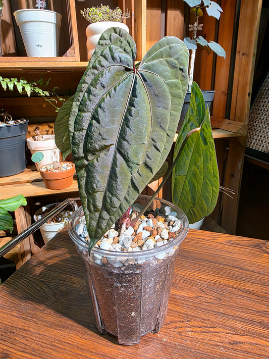 Anthurium fs x dark phoenix red vein