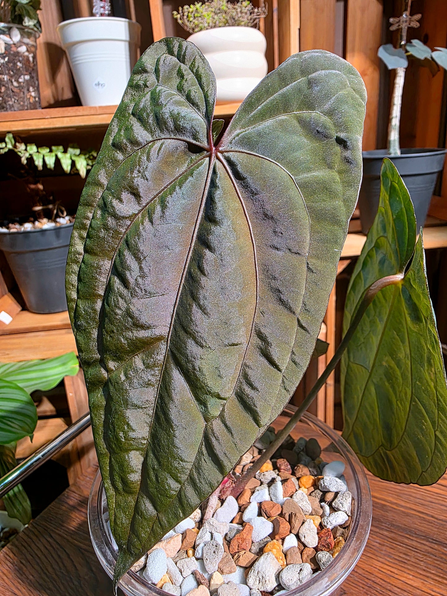 Anthurium fs x dark phoenix red vein