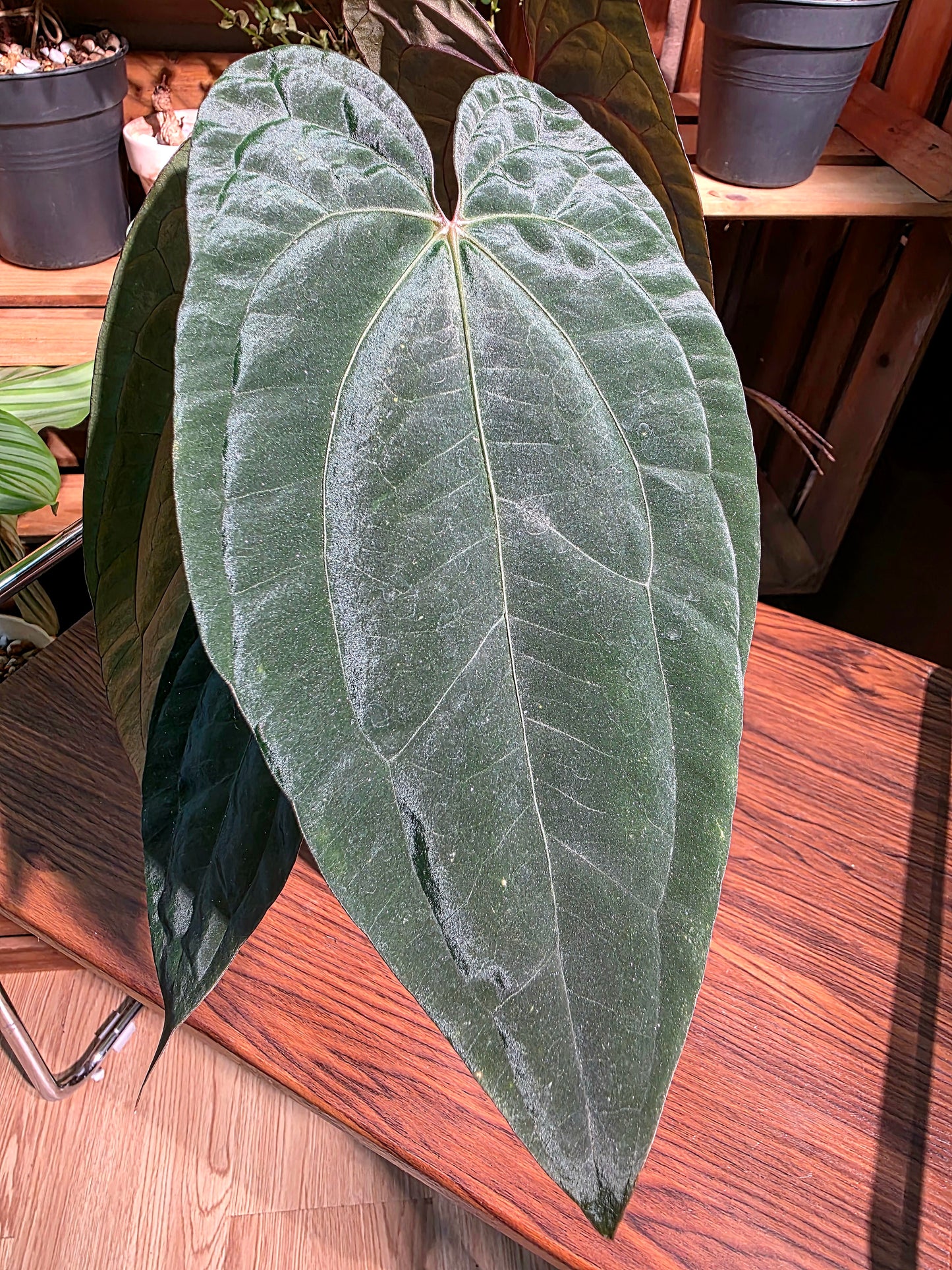 Anthurium fs x dark phoenix red vein