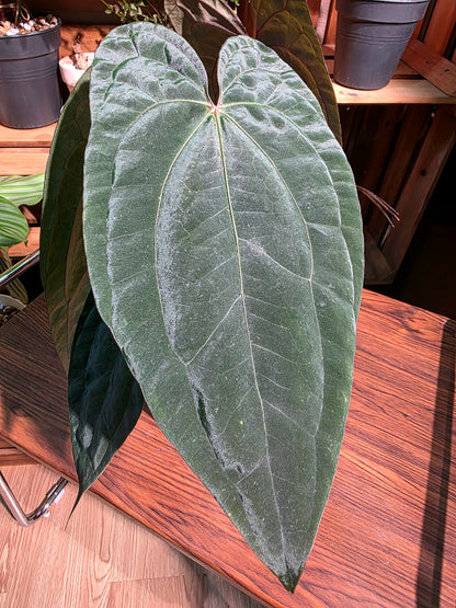 Anthurium fs x dark phoenix red vein