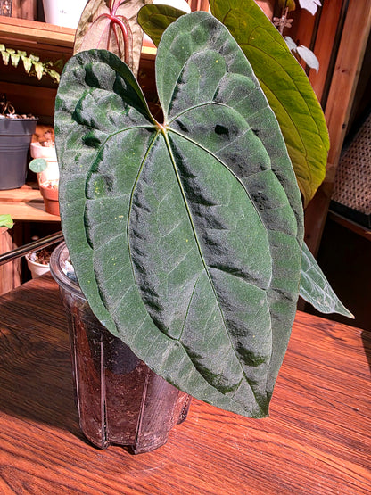 Anthurium fs x dark phoenix red vein