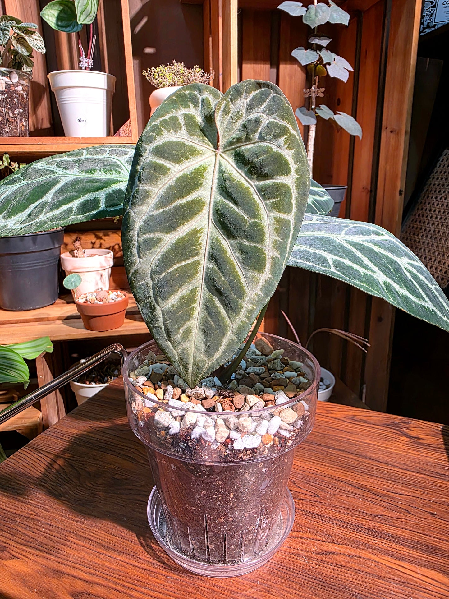 Anthurium crystallinum x silver blush